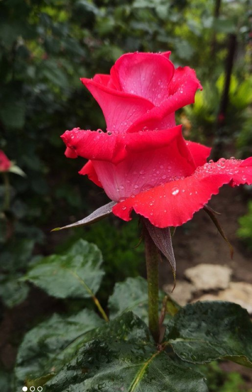  Фото Нины Sckarlat