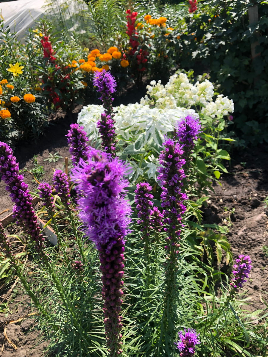 лиатрис сиреневый, все фото автора.