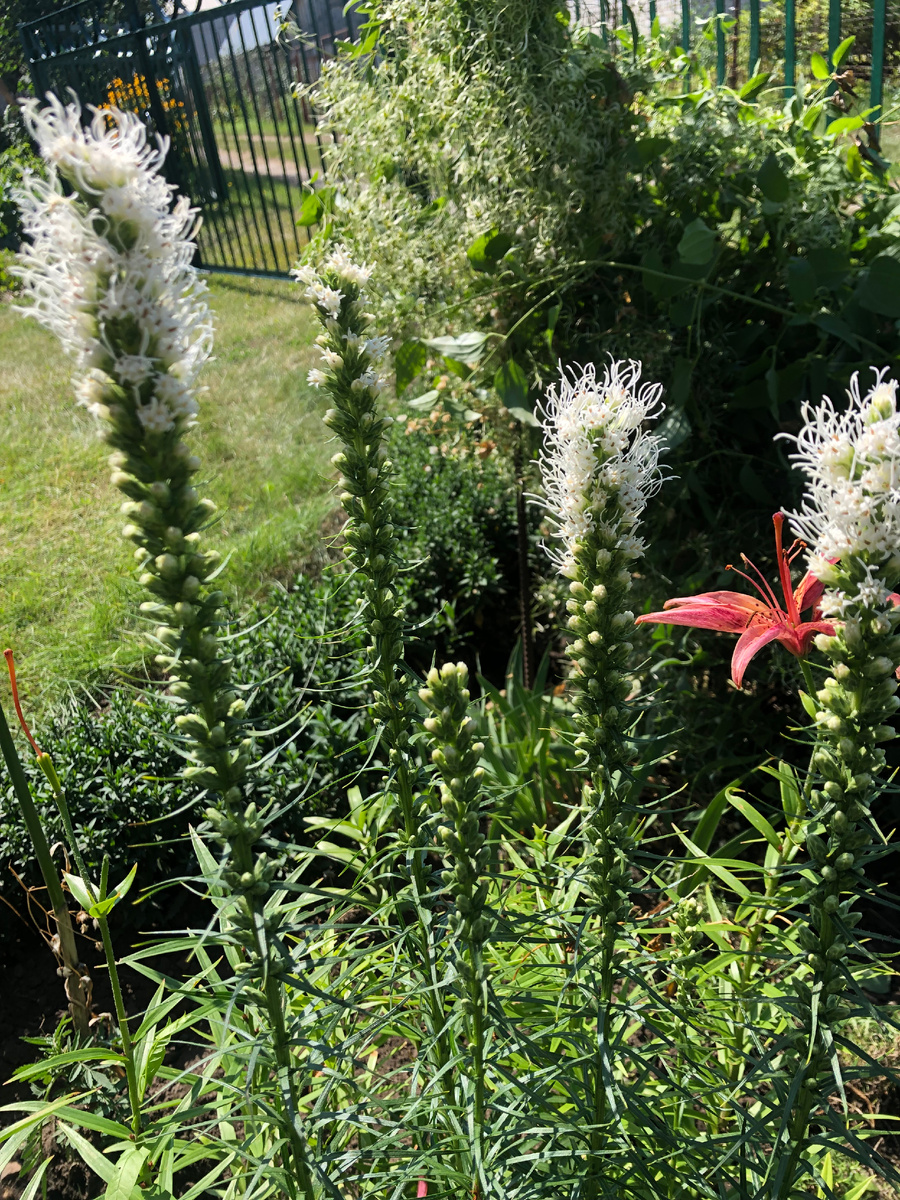 Лиатрис белый