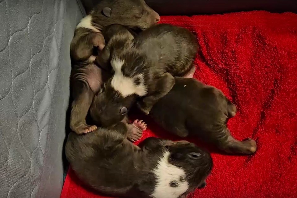    В Тверской области выхаживают четырёх медвежат из другого региона. Фото: группа в соцсетях Центра спасения медвежат-сирот.