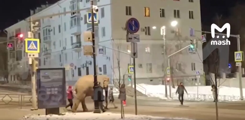    Фото: скриншот видео телеграм-канала Mash