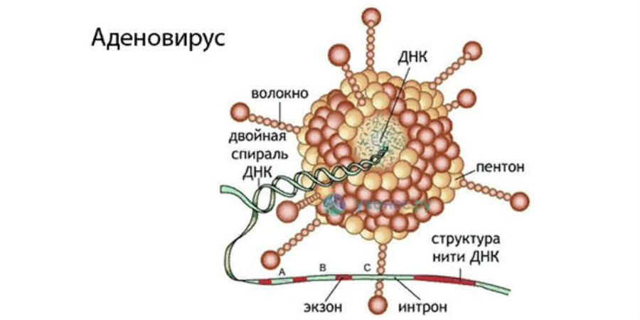 Пример строения аденовируса