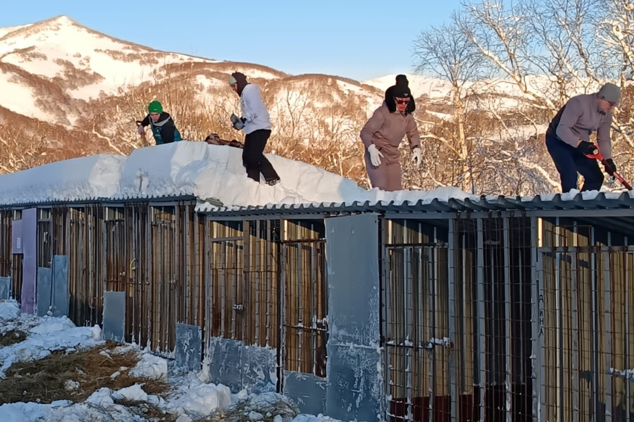 Спасение собак.