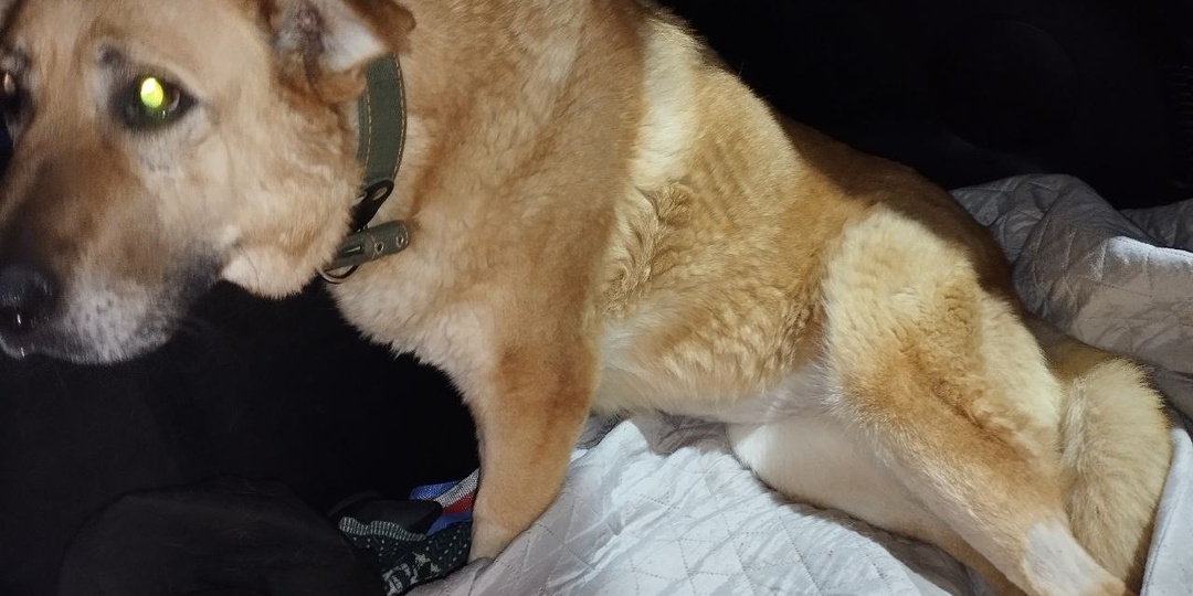 Муха: тревожный откат. Нам снова нужна ваша помощь, чтобы спасти её