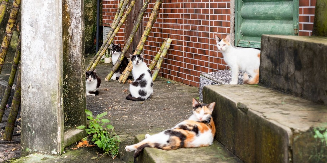 Турецкий герой: как один человек согрел целый район кошек