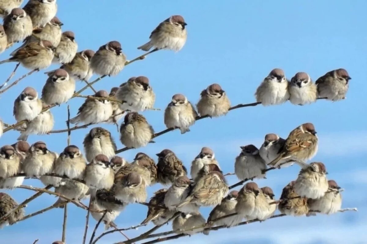    Перепись воробьев пройдет 7-15 февраля в Забайкалье