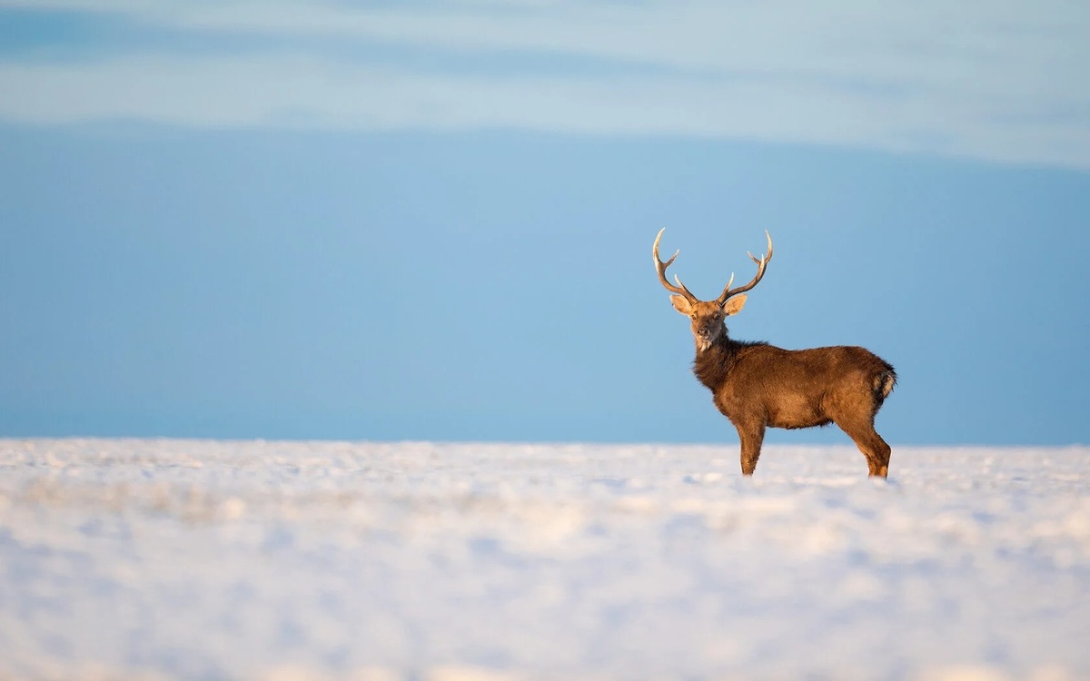    Липецкая прокуратура оспаривает статус земель рядом с парком-отелем «Олений» Фото с сайта парка «Олений»