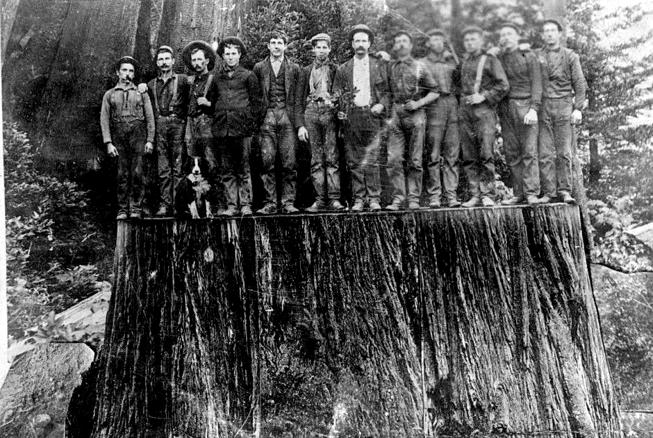Лесорубы секвойй 19 век