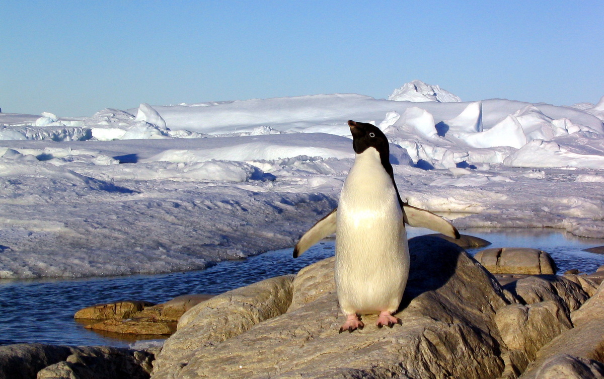 — Смотри, прощаться с тобой идёт, — гидролог указал на показавшуюся неподалёку фигурку пингвина