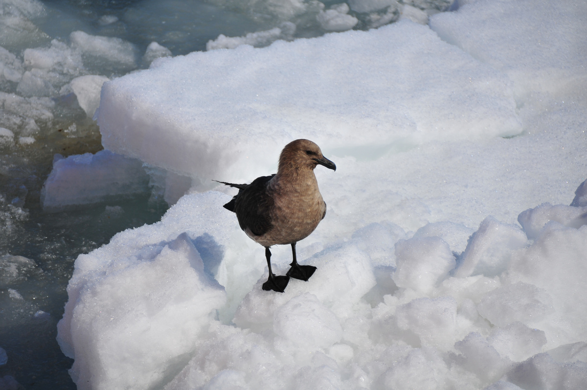 - Маша! Как же ты нас нашла?