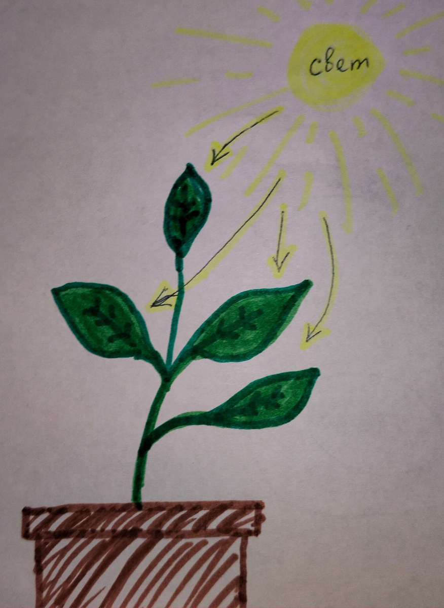 Мой рисунок. 