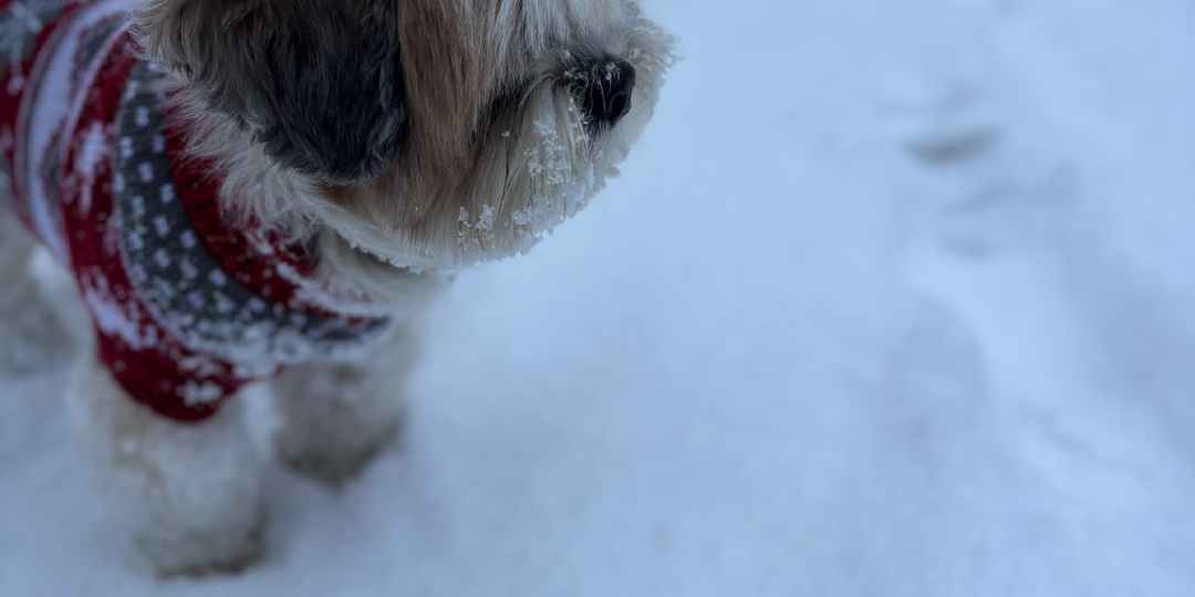 Как собаки узнают, что хозяин скоро приедет?