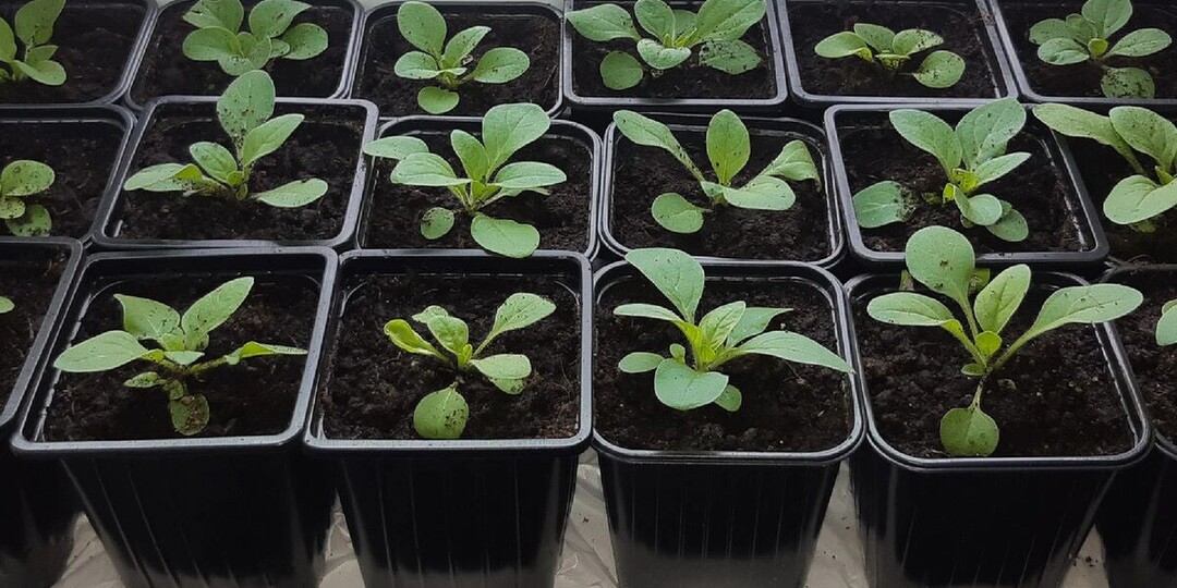 1-я , 2-я и 3-я подкормки рассады петунии и других цветов: будет сочной как у продавцов на рынке