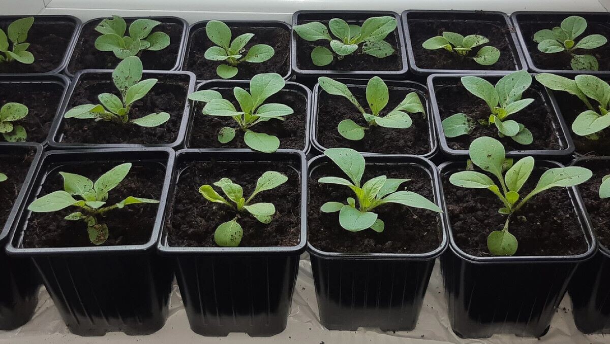 Рассада петуний 