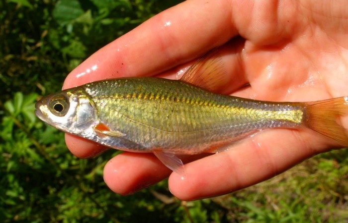 рыба Быстрянка