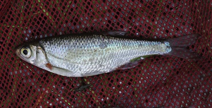 рыба Быстрянка