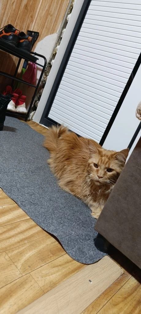 Свежий, мурчащий и полный любви привет от нашей рыжей королевы Теслы!