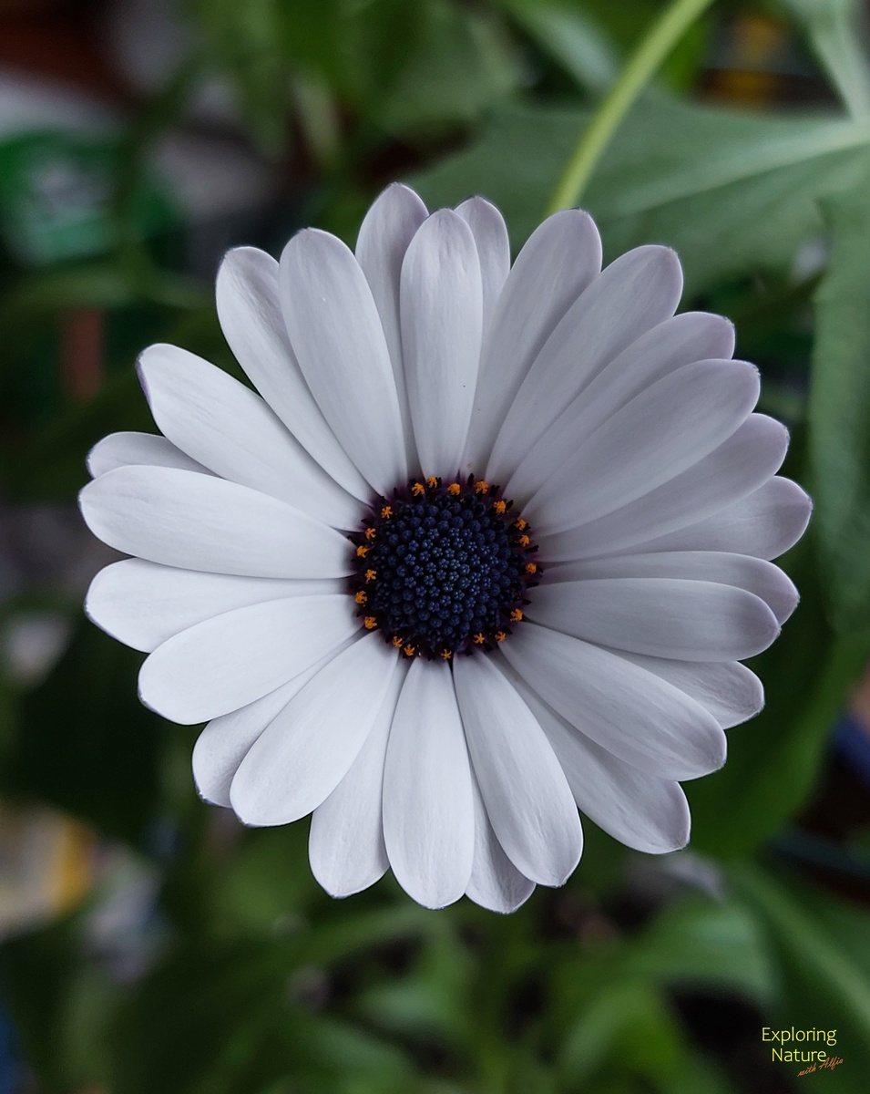 Разноплодница Эклона (Dimorphotheca ecklonis DC) сорт Ледяное небо