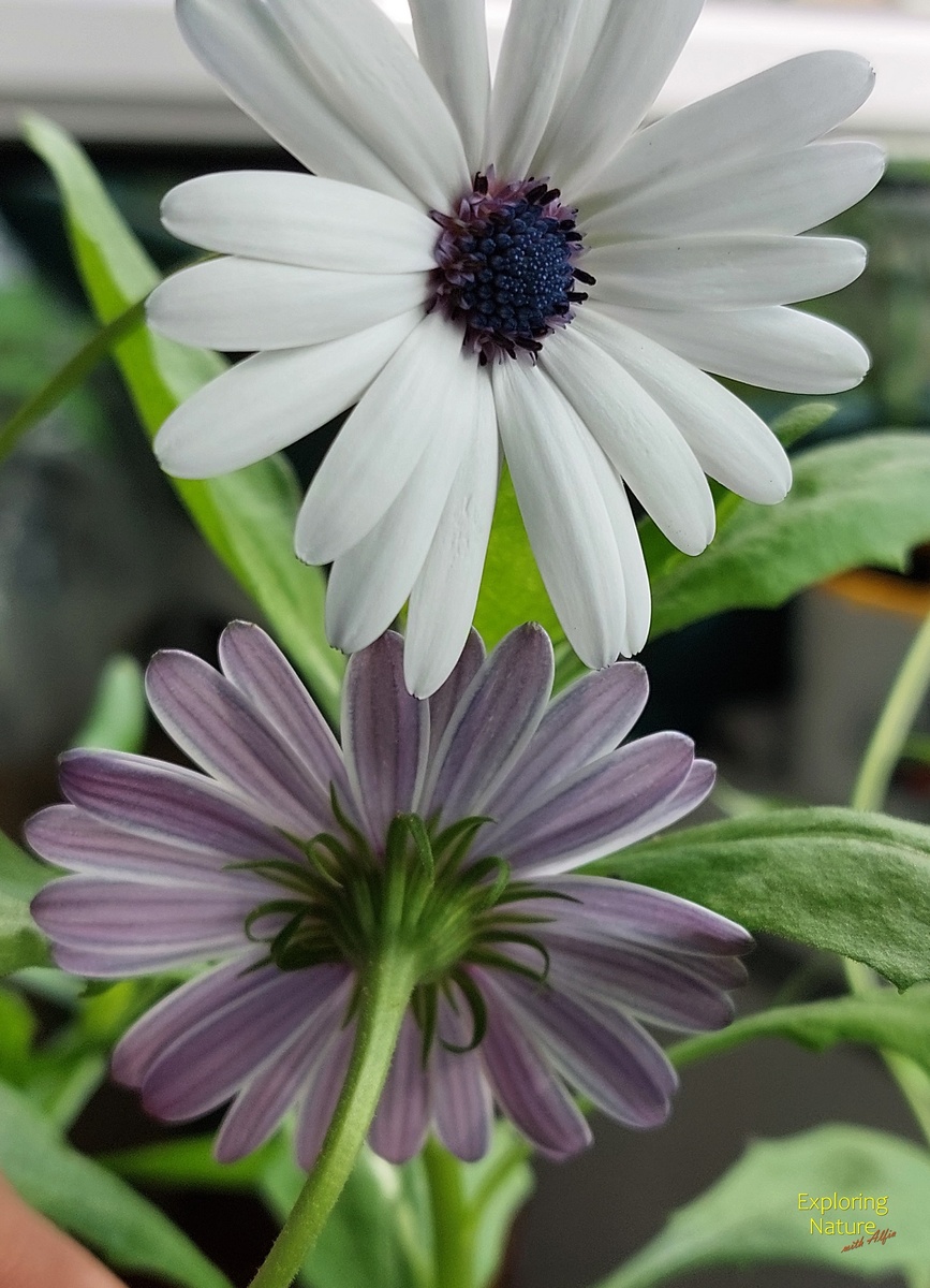 Нижняя сторона язычковых цветков имеет красивый сиреневый оттенок 