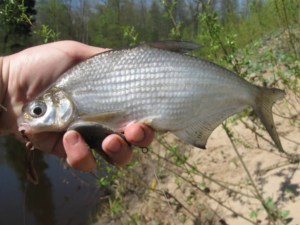 рыба Белоглазка