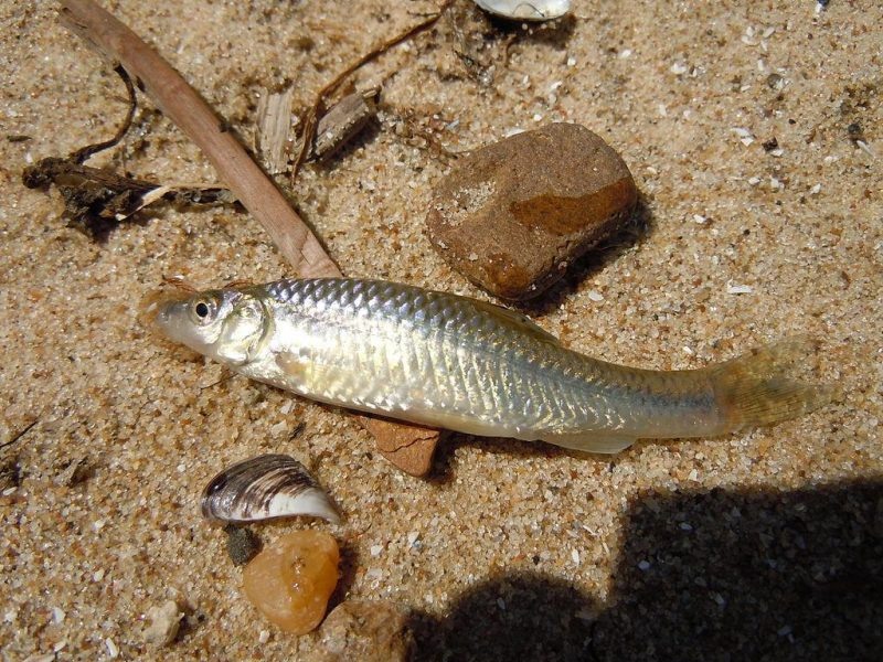 Амурский чебачек