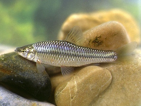 Амурский чебачек