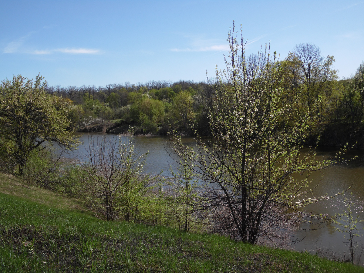 Нине зарыбленный пруд на территории Дендропара в Тумановке. Фото автора.