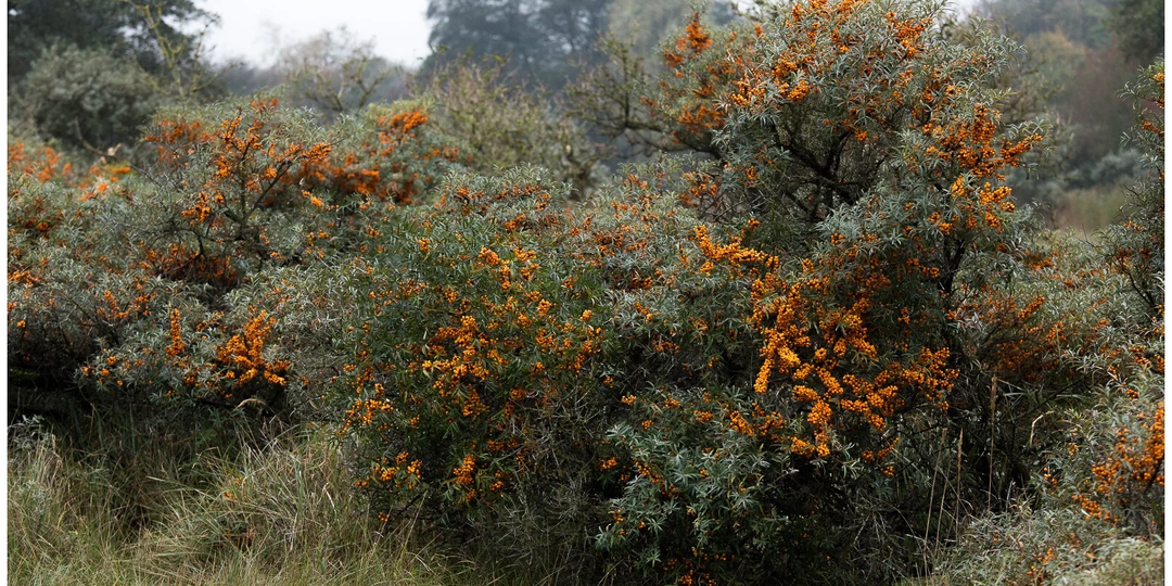 «Русский ананас» с характером ежа: почему в Европе эта ягода стоит бешеных денег, а мы топчем её ногами