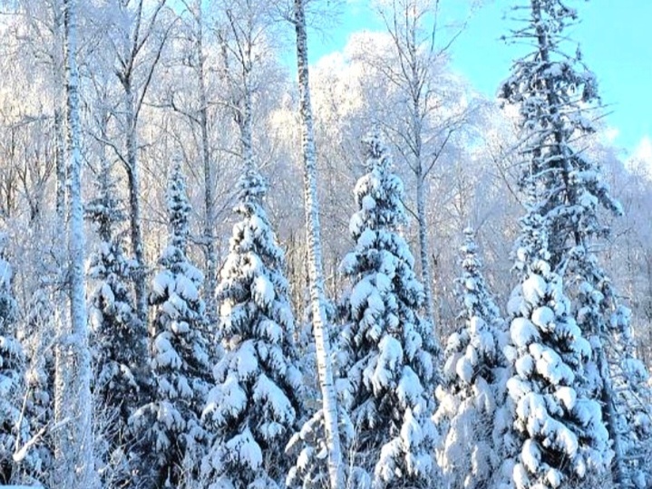 Северная зима. Морозный воздух и звенящая тишина.