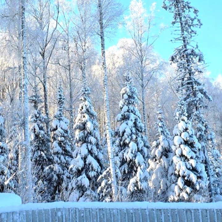 Фото автора. Лес за забором нашей дачи. 