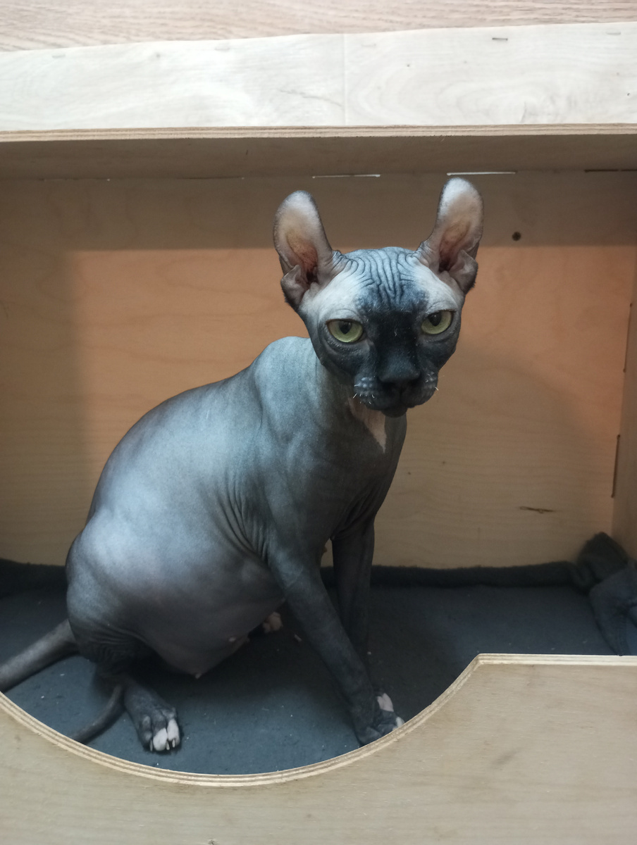 Анфиска сосиска