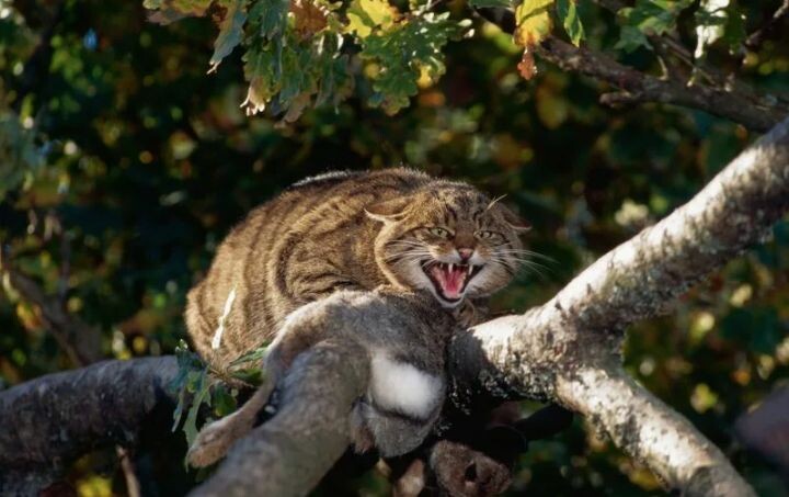 незнакомец