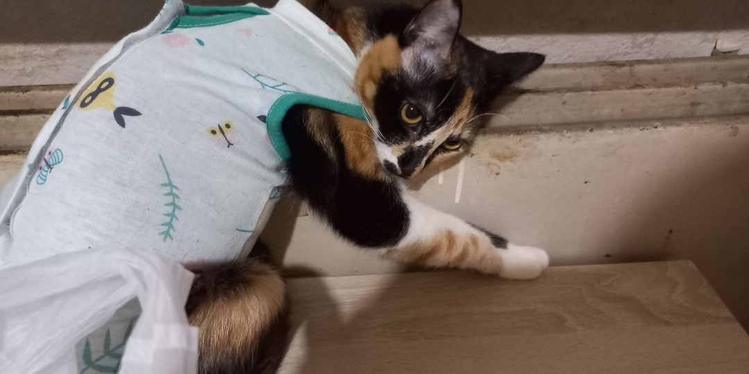 Продал брокерский счет. Кошка еще походит