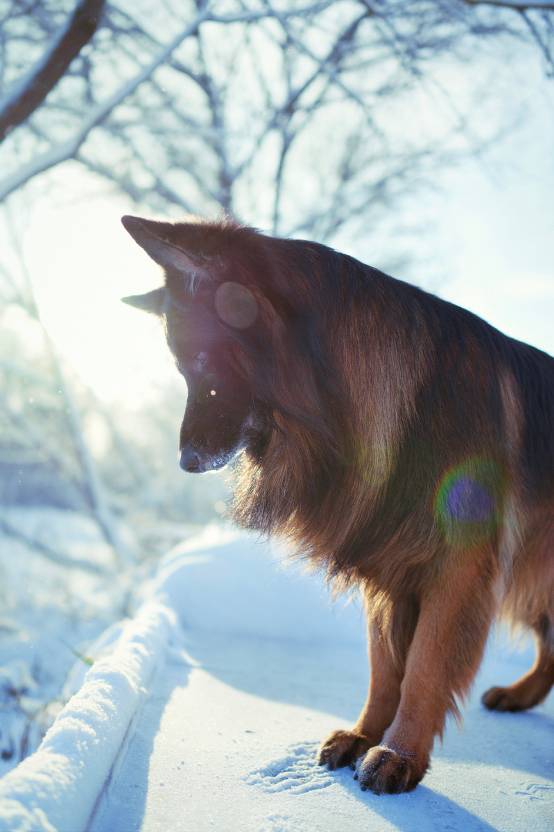Дзен-канал "Пушистая овчарка Локи"