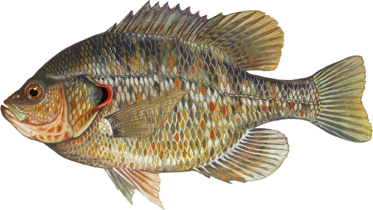 Lepomis microlophus
