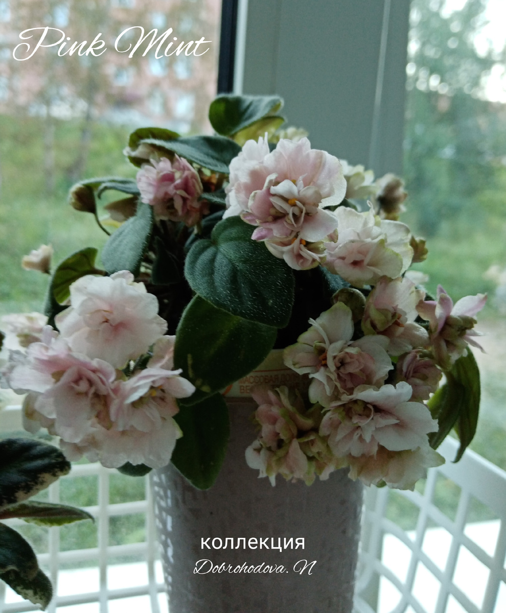 Фото автора