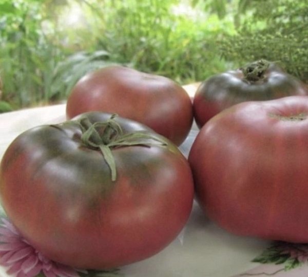 Томат Гном Бренди Фред: компактный куст с крупными и сладкими плодами