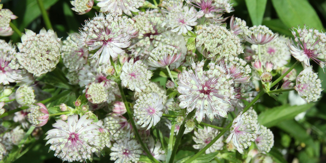 Неброская красота астранций