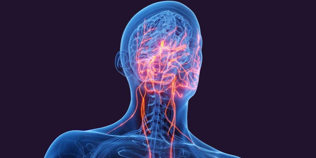 Нерв здоровья: 3 простых способа научиться управлять вагусом