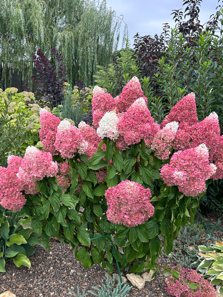 Гортензия Строуберри Блоссом в сентябре. Фото Мой второй сад