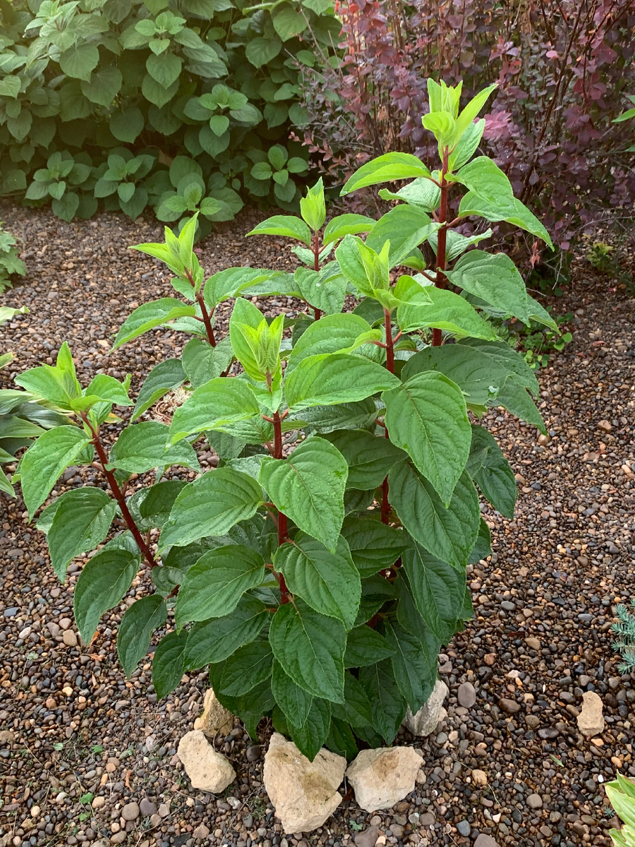 Август 2024. Фото Мой второй сад