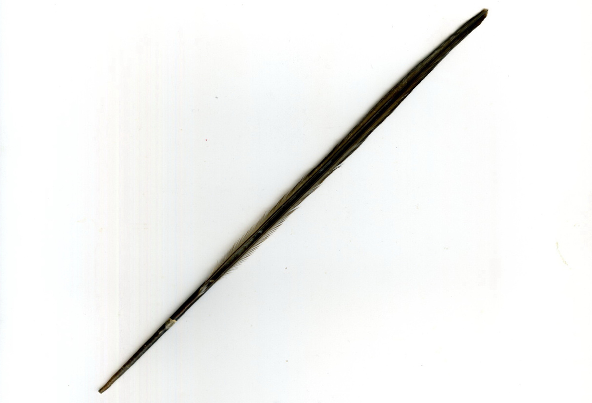 Хвостовое перо пингвина