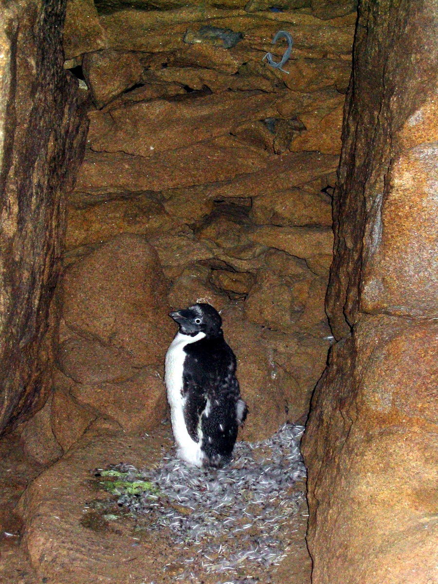 Луп-Луп на ледовом пункте