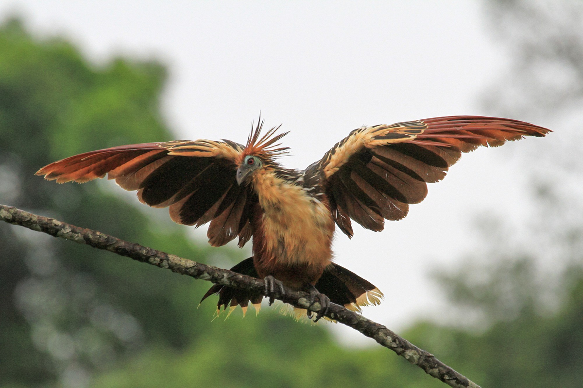 Расправь же крылья, наследник динозавров!