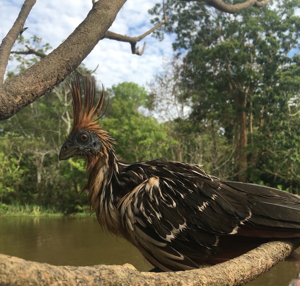 Дружище, какие ещё люди и технологии? Сильно же ты об ветку ударился. Пошли у тирекса на голове посидим да птеродактилей погоняем!  
