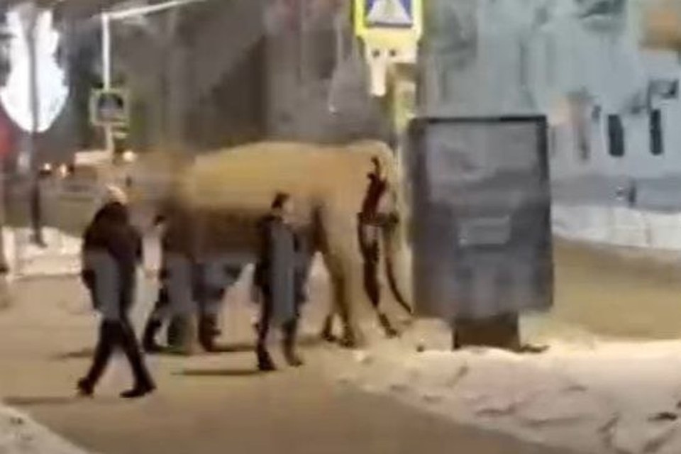    Слон гулял в центре города вечером 23 января. скриншот