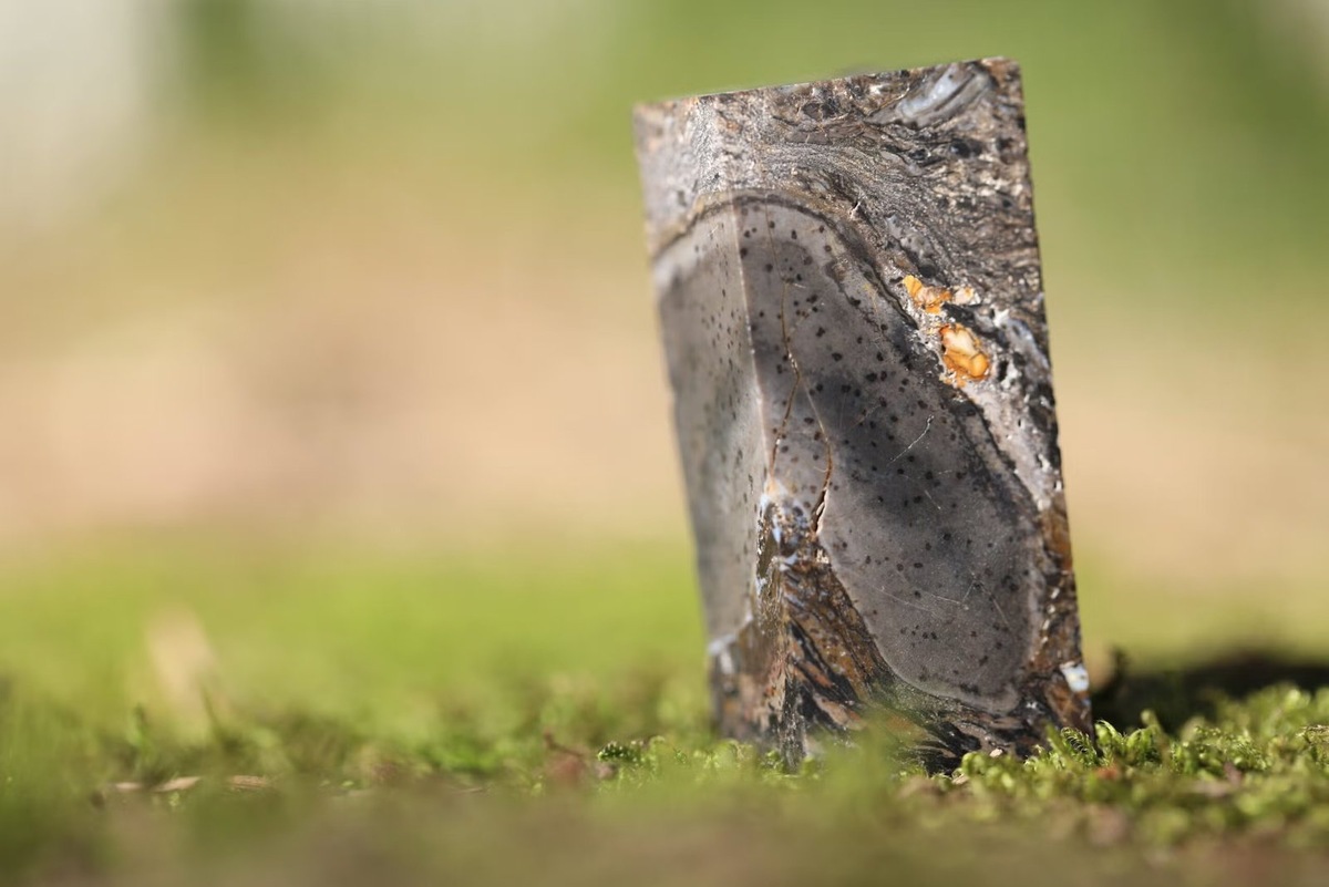    Ископаемый образец Prototaxites taiti на мшистой поверхности, напоминающей ландшафт раннего девона.