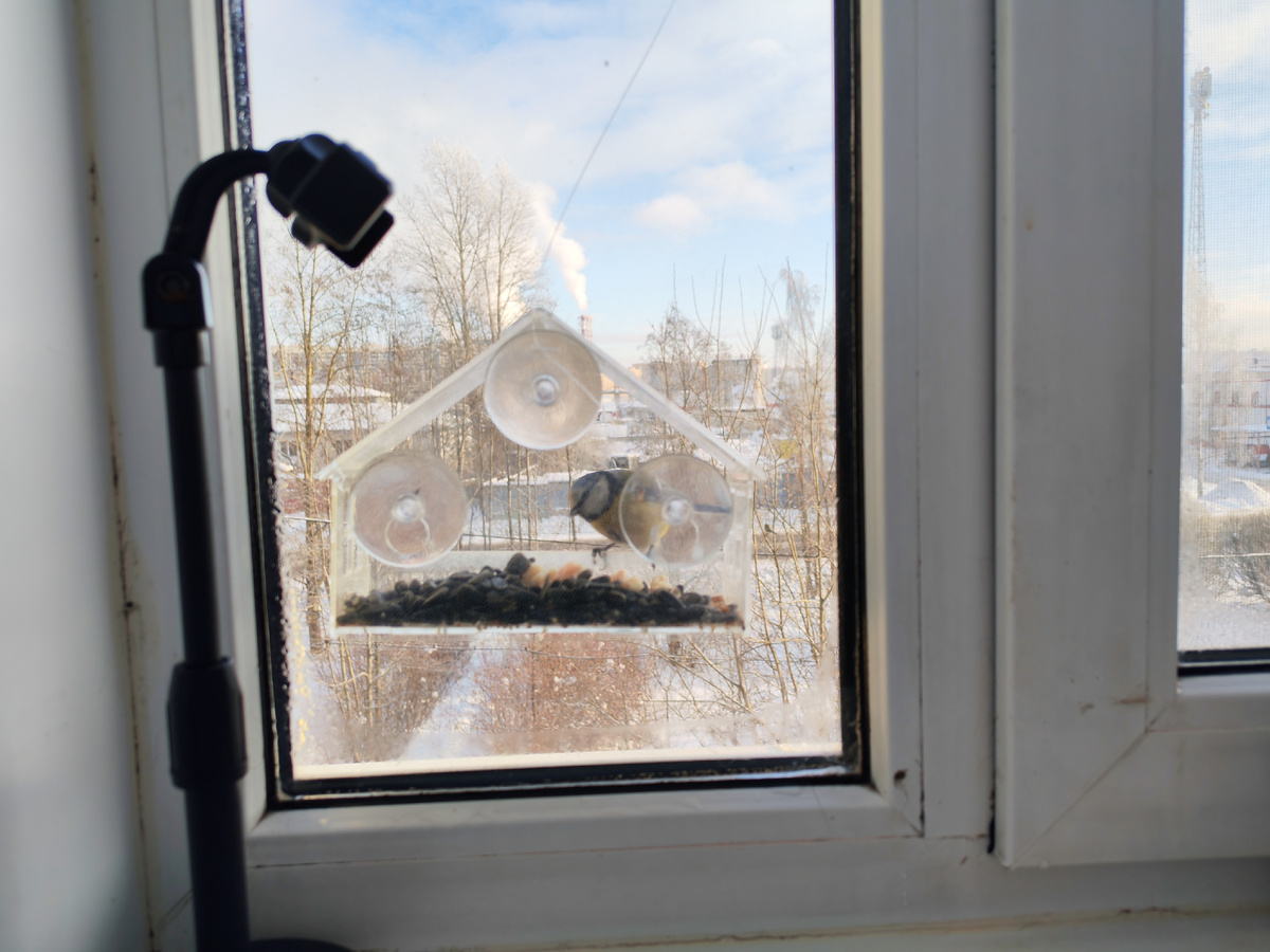 Кормится птаха