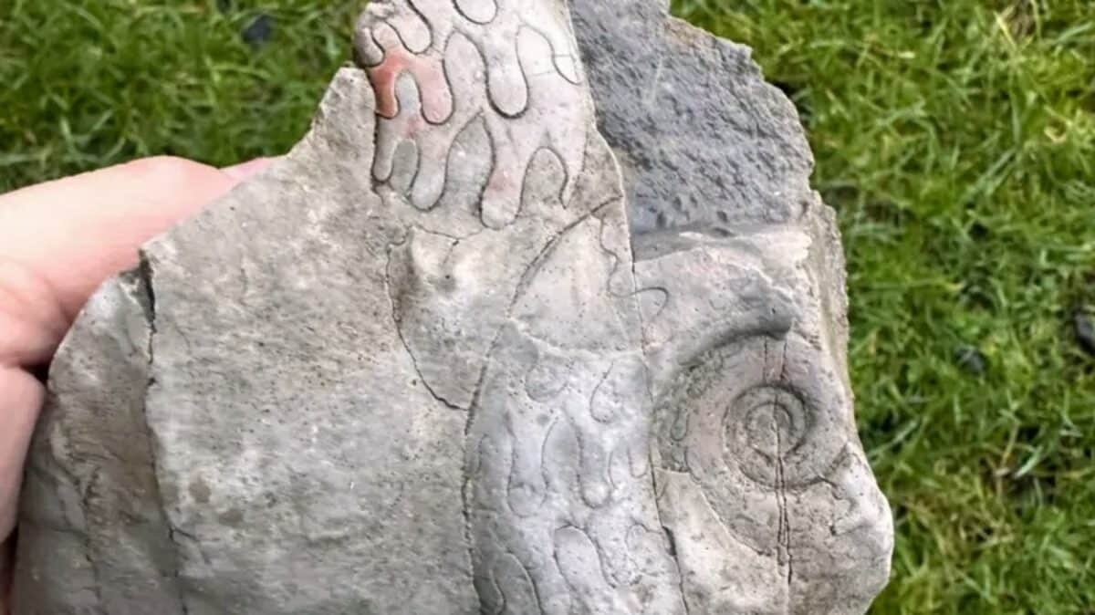    Окаменелости гониатитов / © National Trust