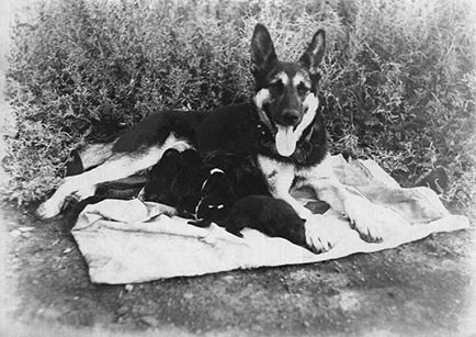 Восточно-европейская овцарка Занда с первым пометом щенков. 1940 г.